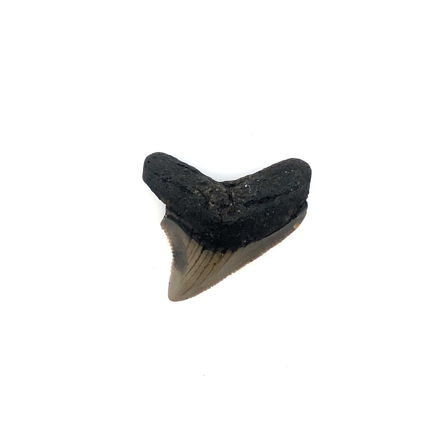 40mm Megaldon Tooth - North Carolina, USA