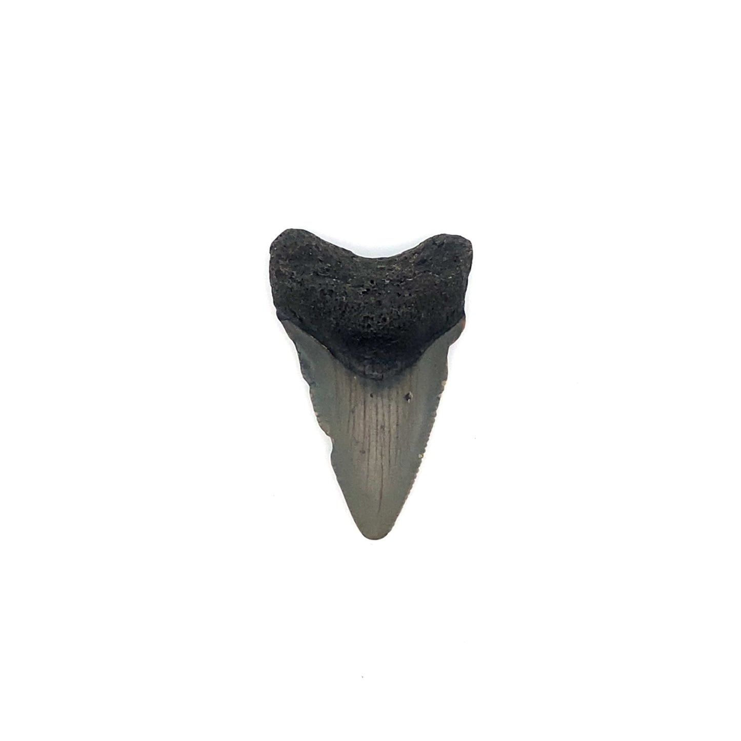 43mm Megaldon Tooth - North Carolina, USA