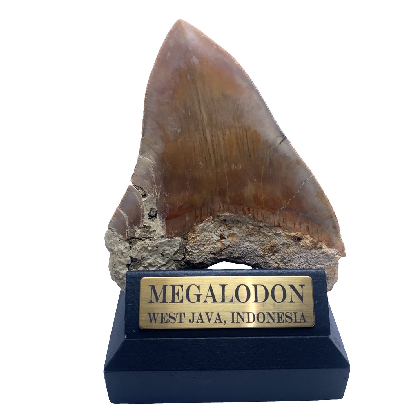 129mm Megalodon Tooth Fossil from West Java, Indonesia (Repaired)