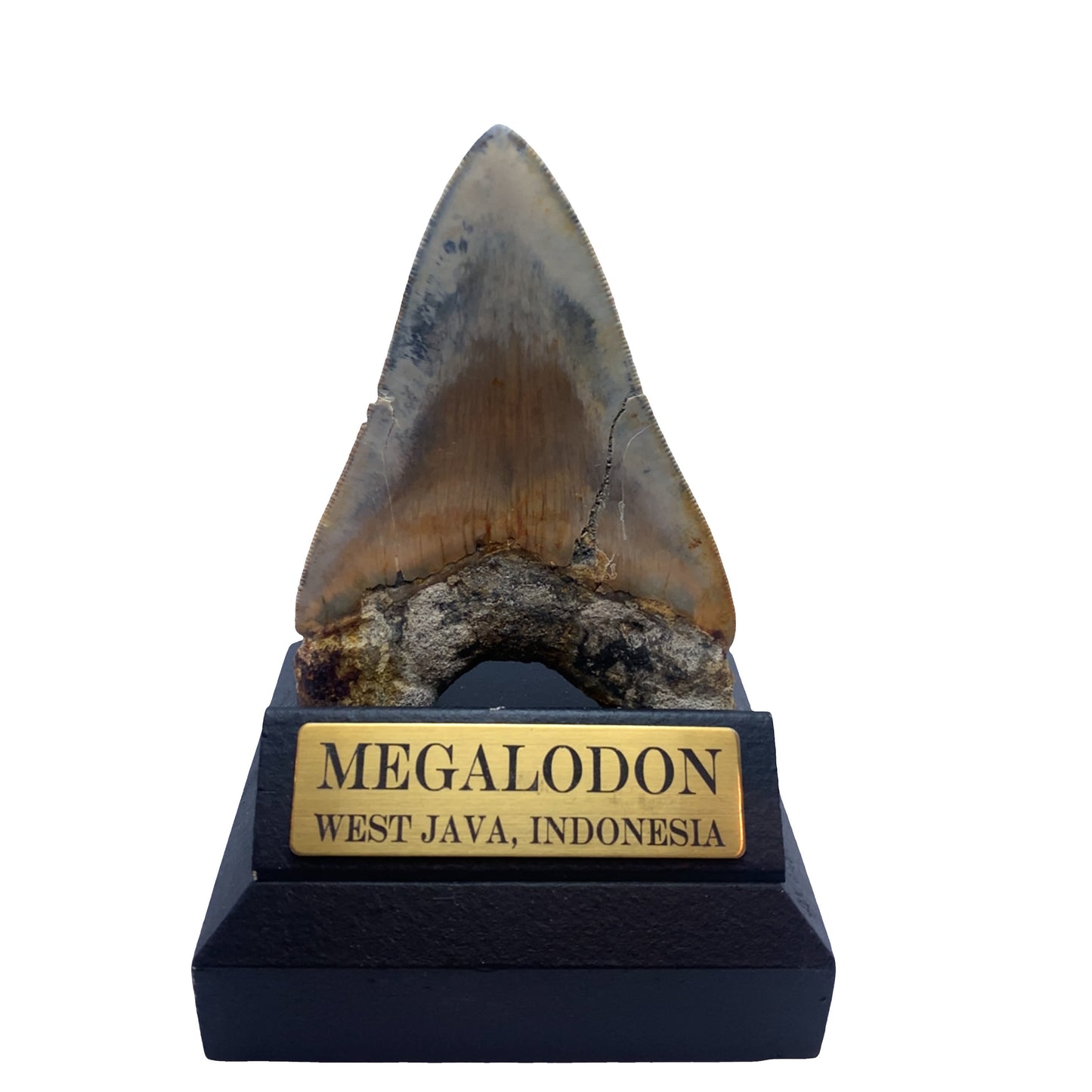 115mm Megalodon Tooth from West Java, Indonesia (Repaired)