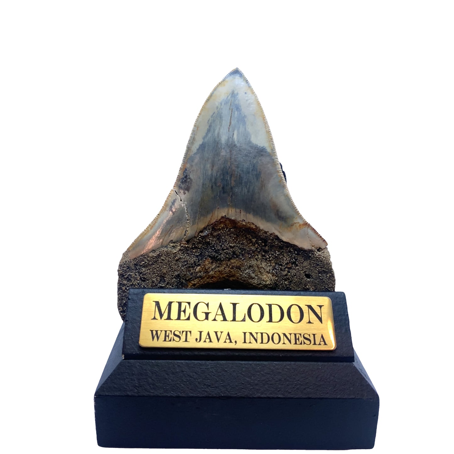111mm Megalodon Tooth Fossil from West Java, Indonesia (Repaired)