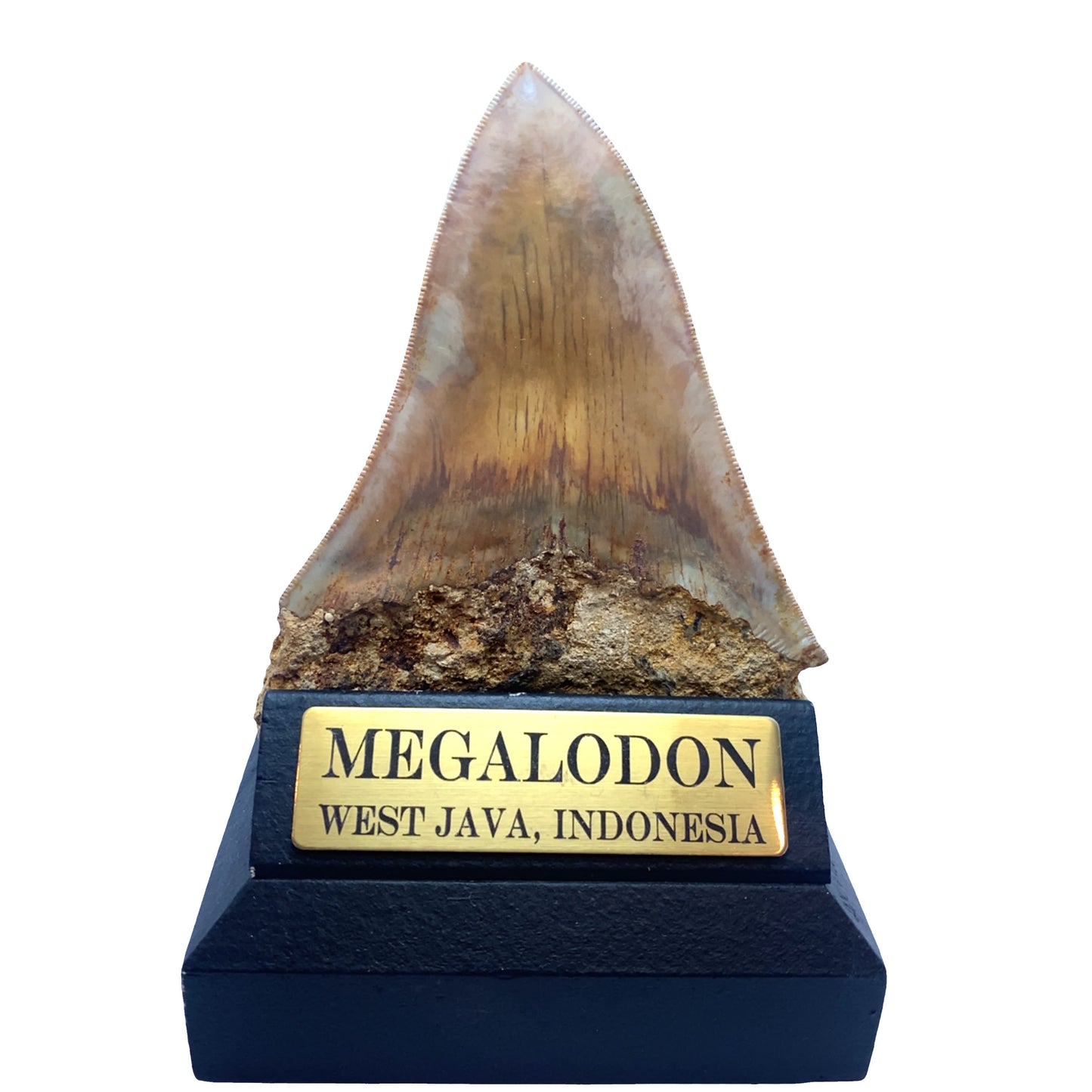 115 mm Megalodon Tooth from West Java, Indonesia