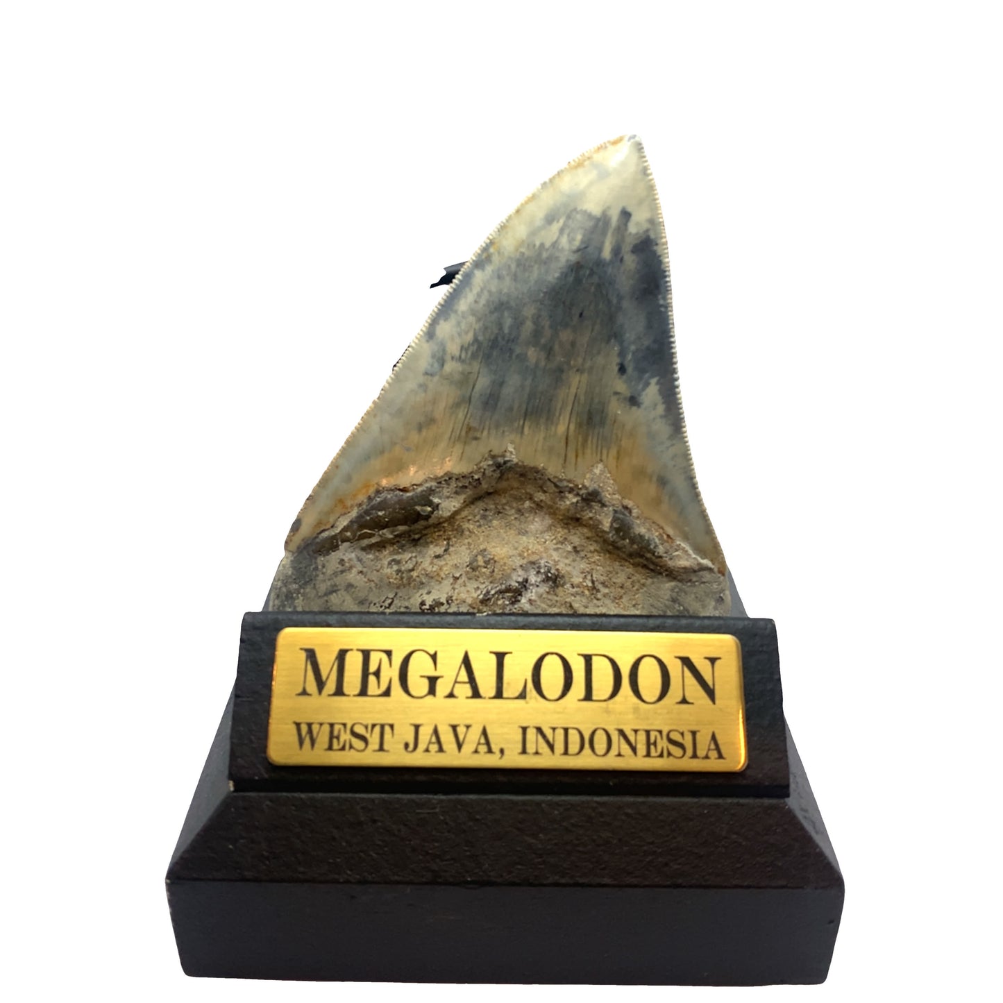104 mm Megalodon Tooth from West Java, Indonesia (Root Restored)