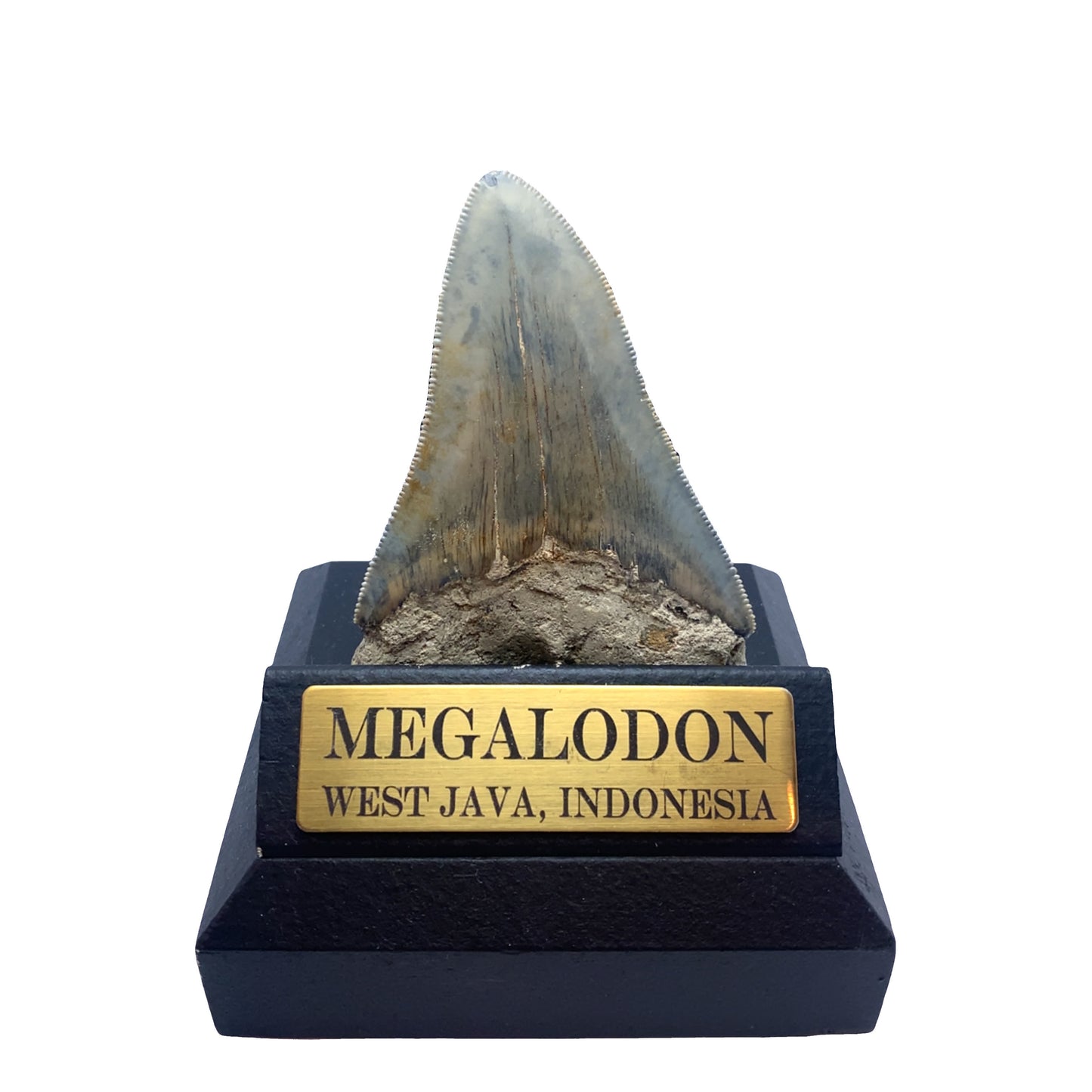 93mm Fossilized Megalodon Tooth from West Java, Indonesia (Root Restored)