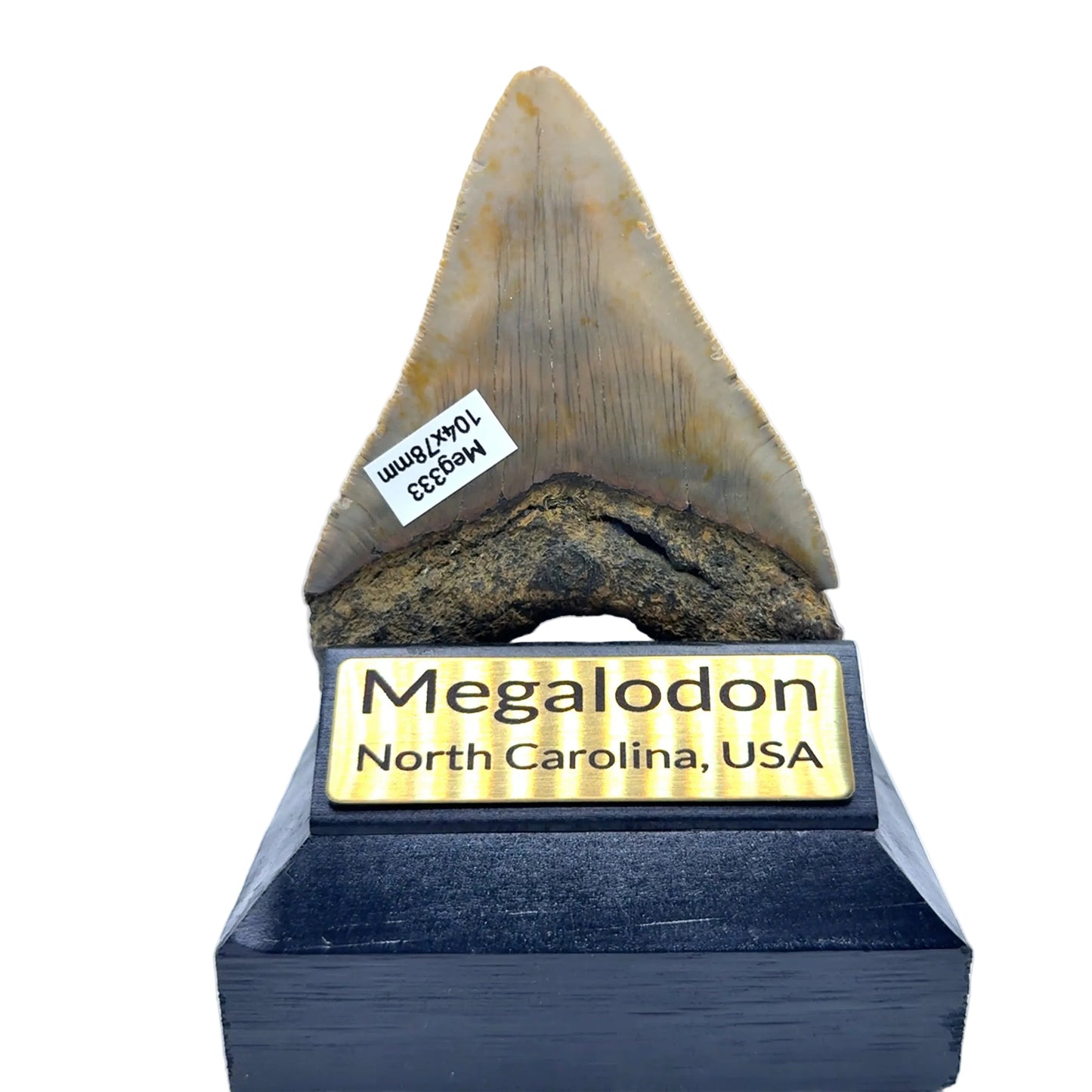 104x78mm natural Megalodon tooth fossil from North Carolina USA - MEG333 image 1
