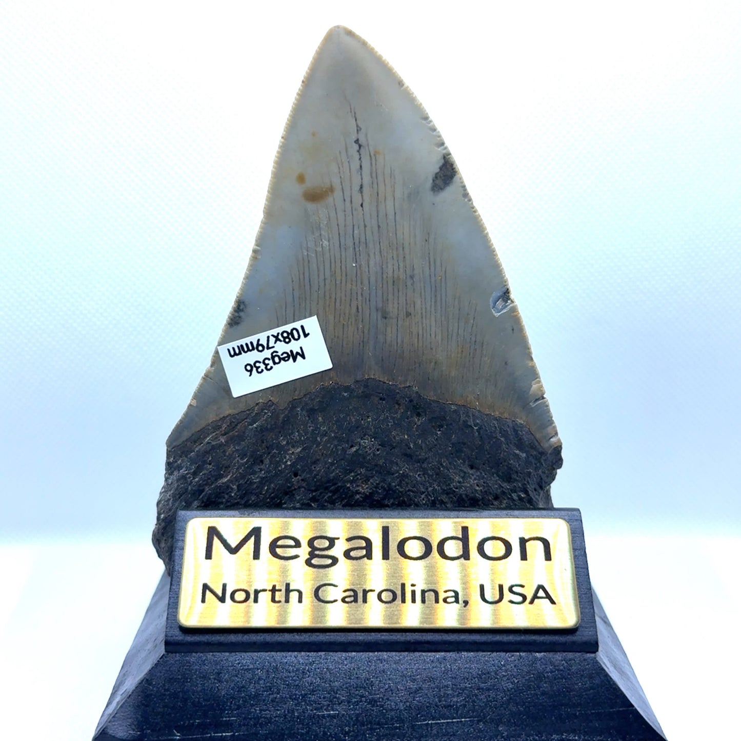 109x79mm natural Megalodon tooth fossil from North Carolina USA - MEG366 image 1