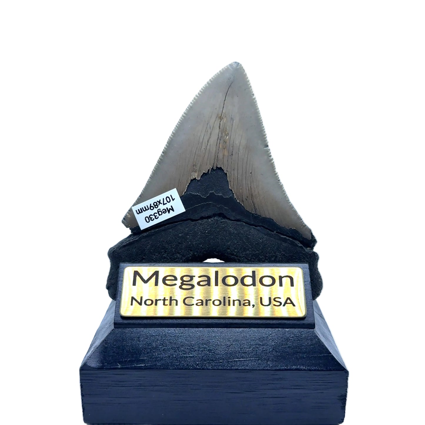 107x89mm natural Megalodon tooth fossil from North Carolina USA - MEG330 image 2