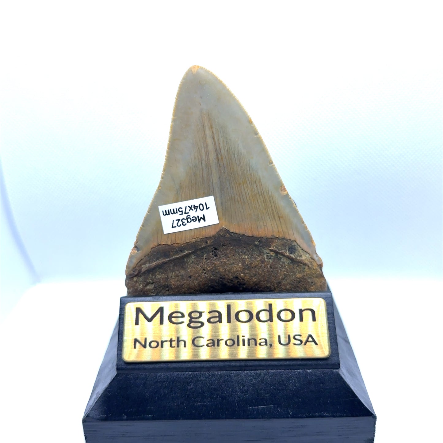 104x75mm natural Megalodon tooth fossil from North Carolina USA - MEG327 image 1