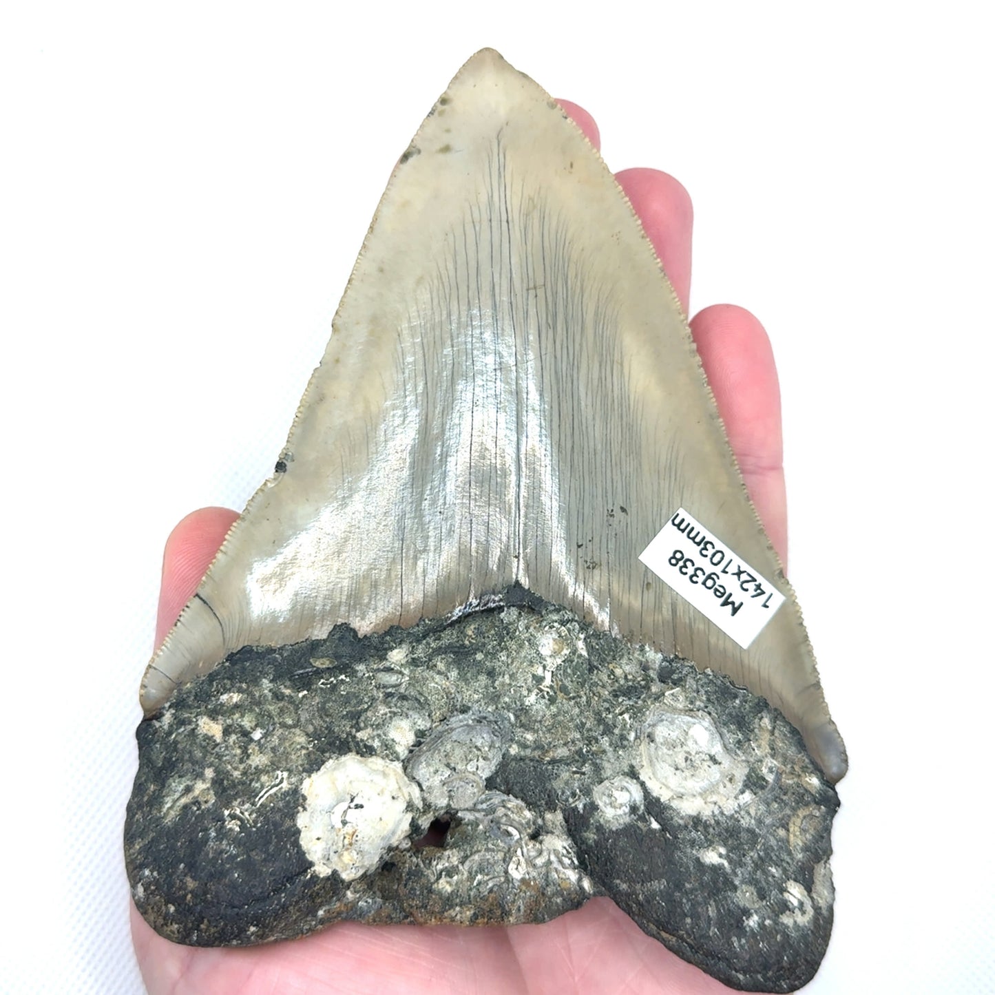 Megalodon tooth MEG338 image 1