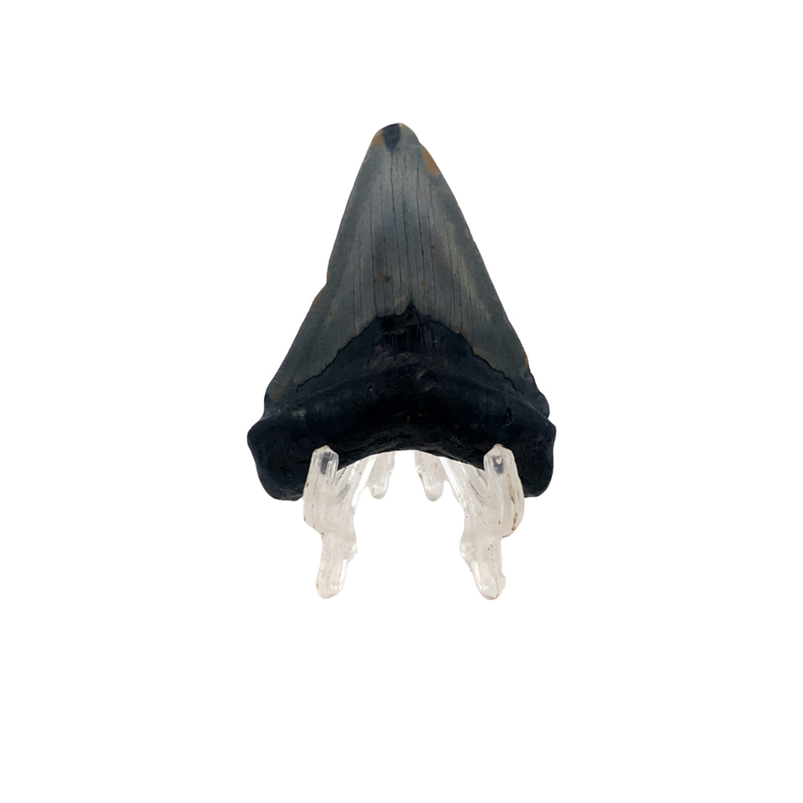 59mm Megalodon Tooth - North Carolina, USA