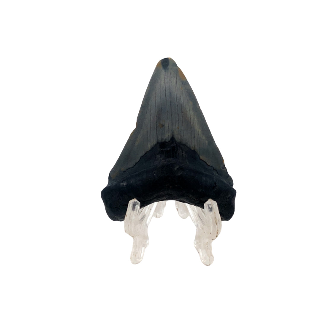 59mm Megalodon Tooth - North Carolina, USA