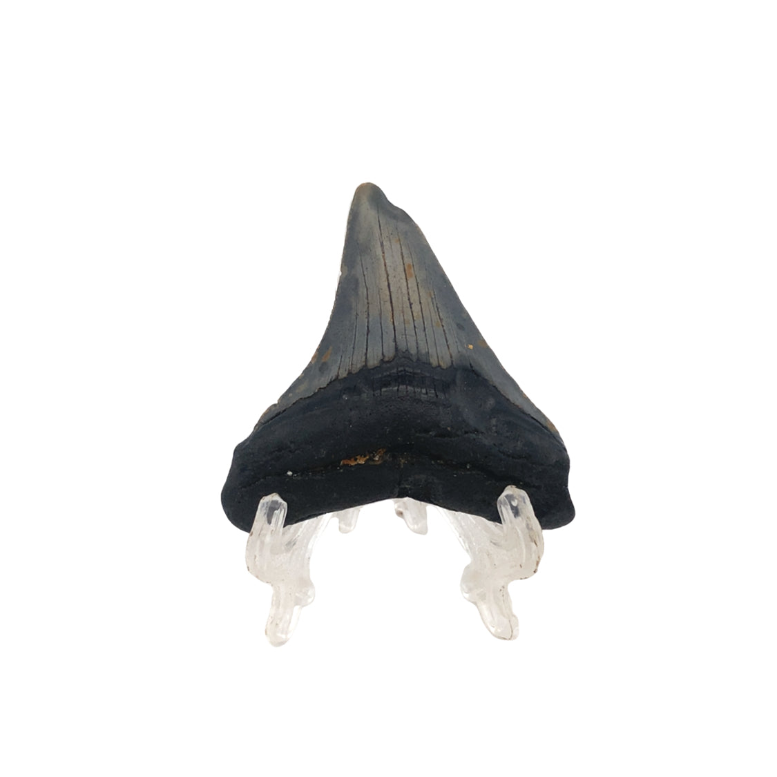 57mm Megalodon Tooth - North Carolina, USA