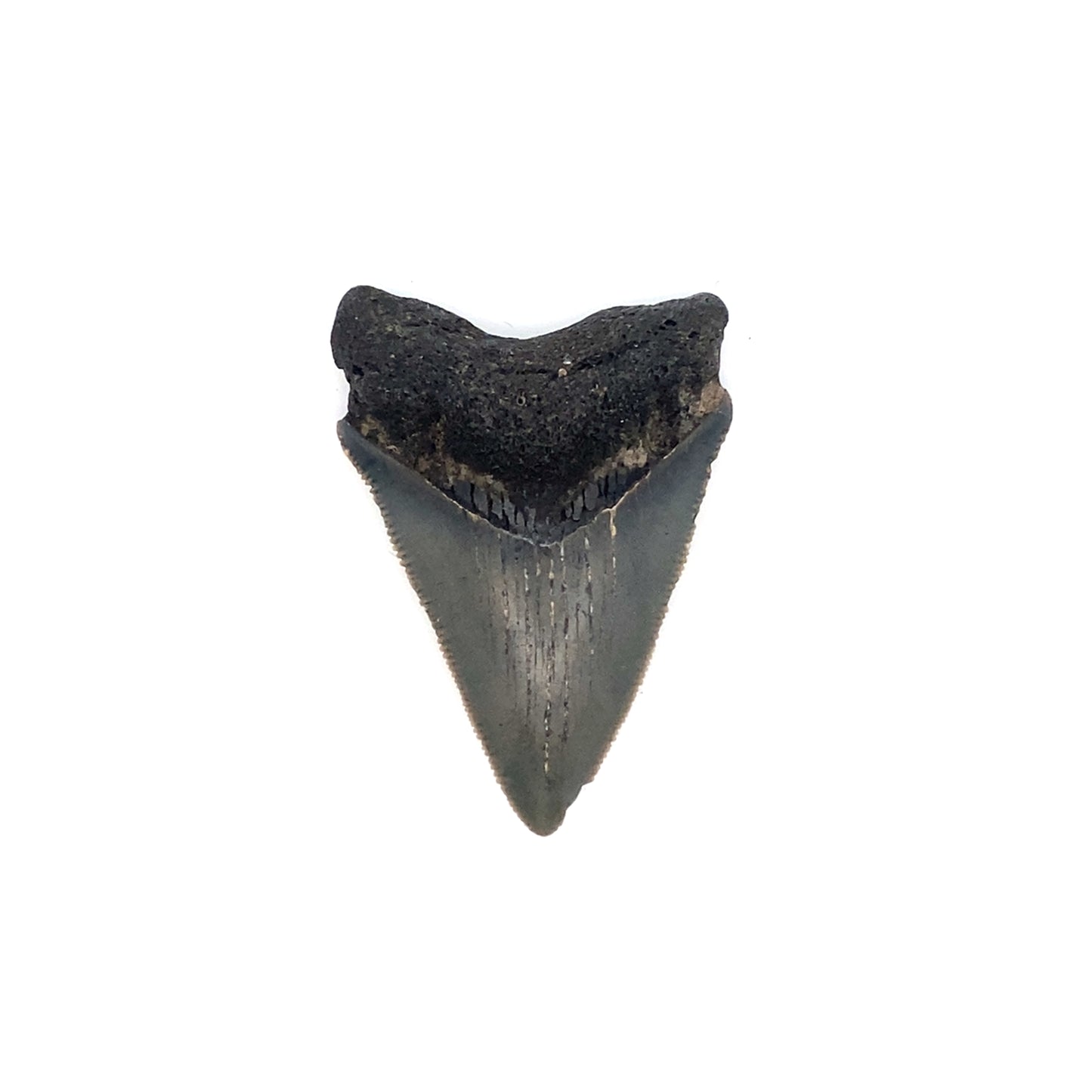 52mm Megalodon Tooth - North Carolina, USA