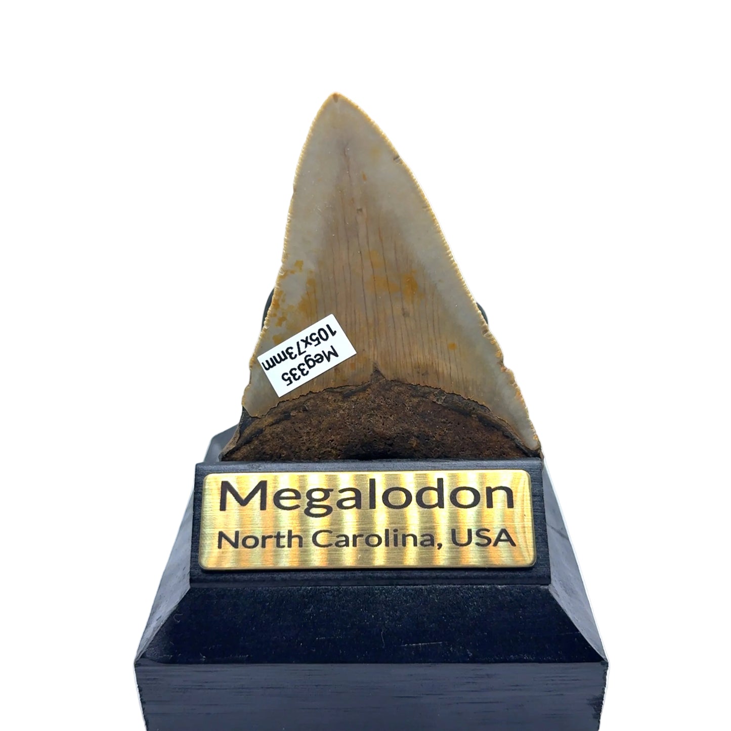 105mm Megalodon Tooth from North Carolina, USA – MEG335