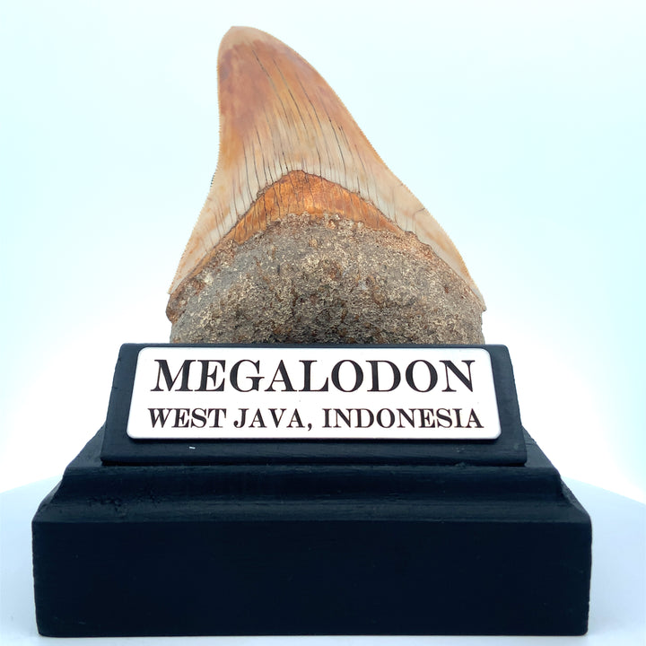 Authentic & Real Megalodon Teeth Fossils The Megalodon Tooth Australia