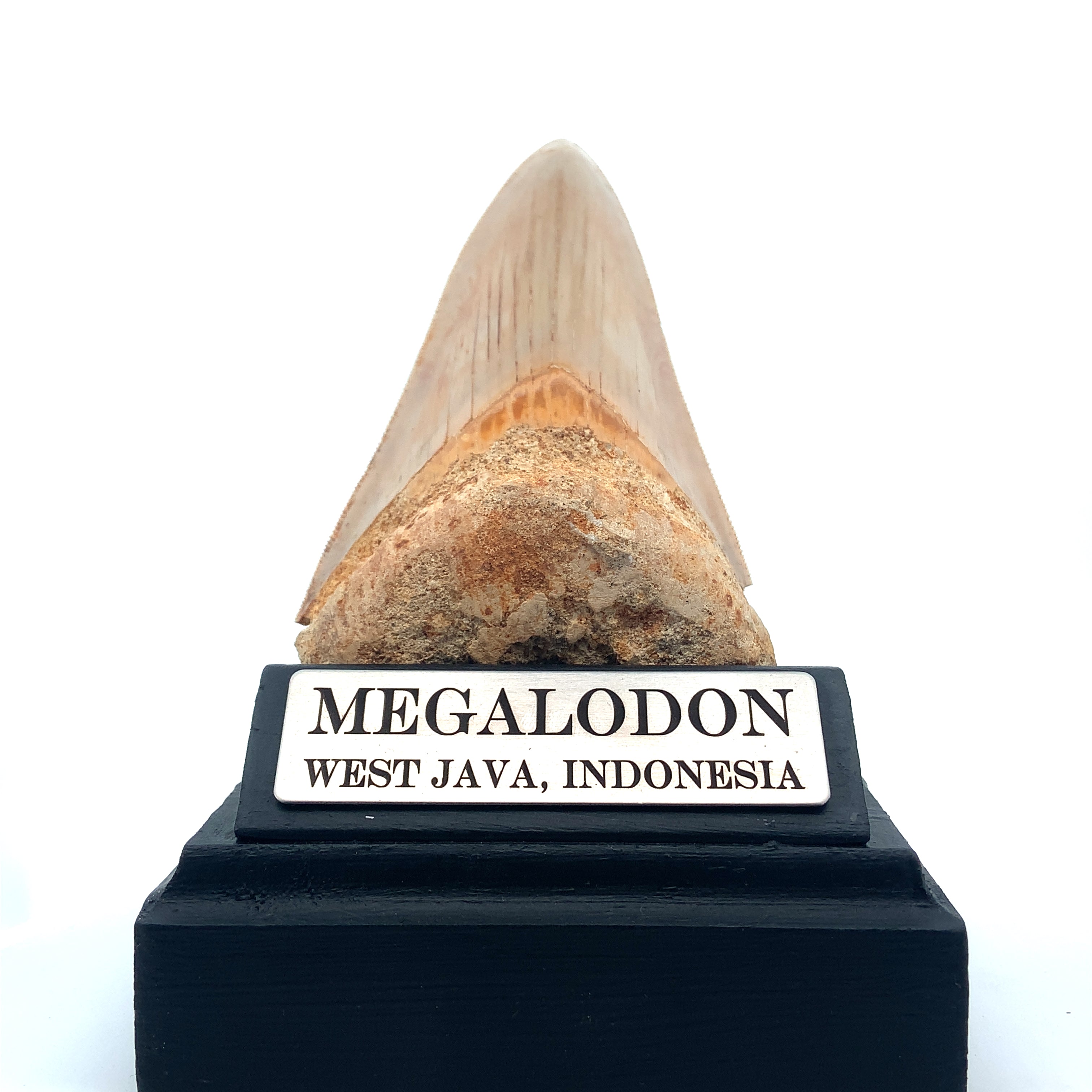 Authentic & Real Megalodon Teeth Fossils The Megalodon Tooth Australia