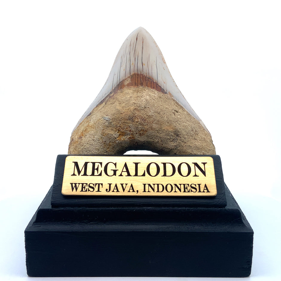 Authentic & Real Megalodon Teeth Fossils The Megalodon Tooth Australia