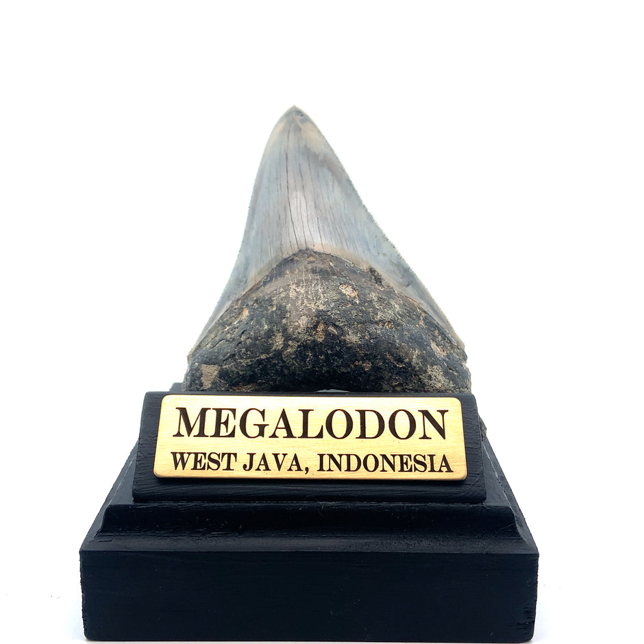 Authentic & Real Megalodon Teeth Fossils The Megalodon Tooth Australia