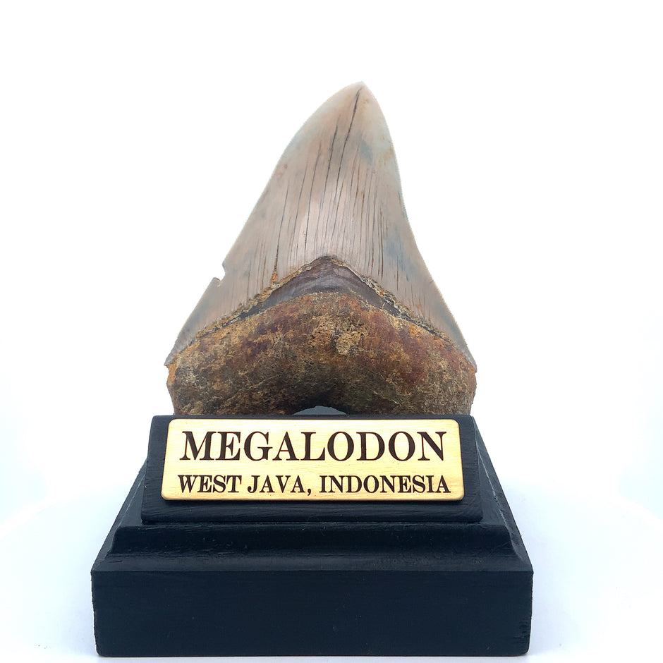 Authentic & Real Megalodon Teeth Fossils The Megalodon Tooth Australia