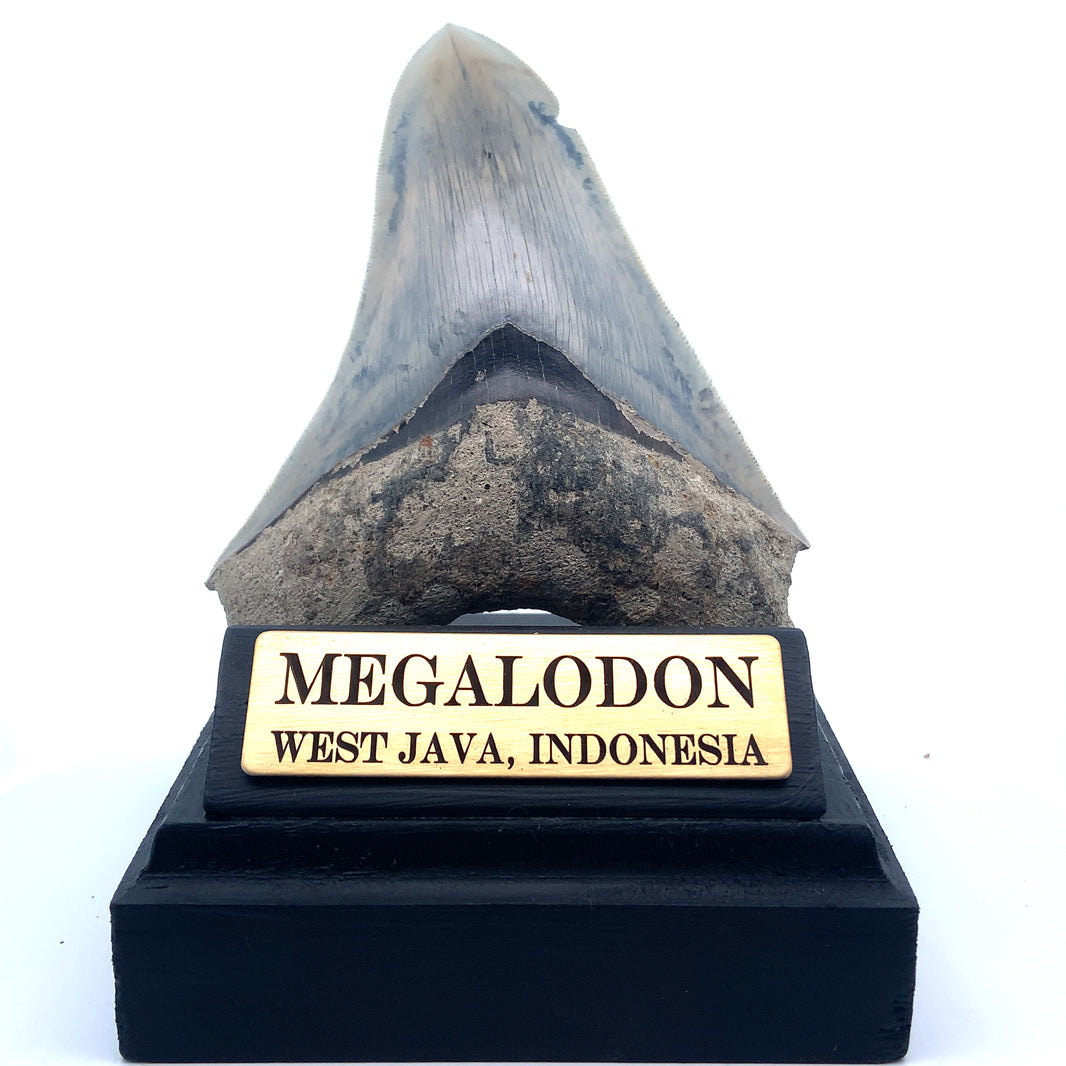 Authentic & Real Megalodon Teeth Fossils The Megalodon Tooth Australia