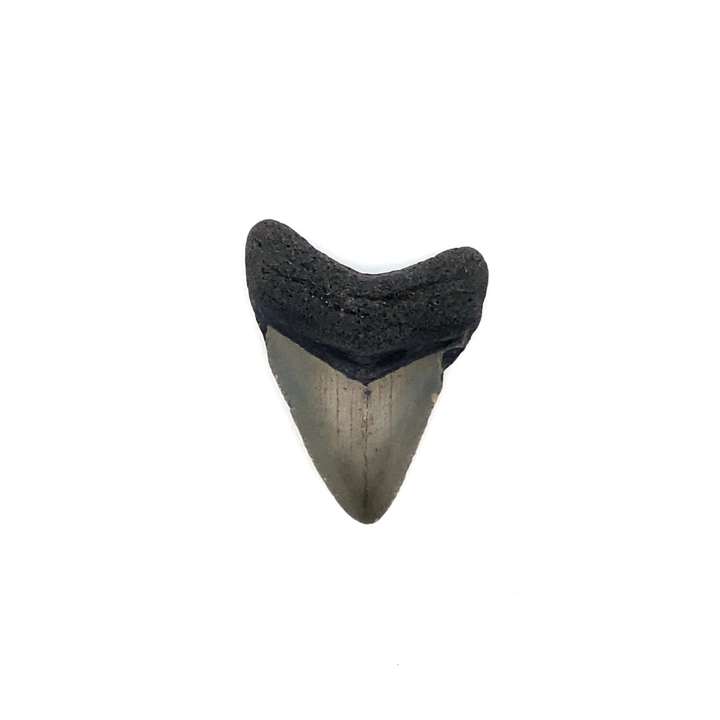 44mm Megalodon Tooth - North Carolina, USA