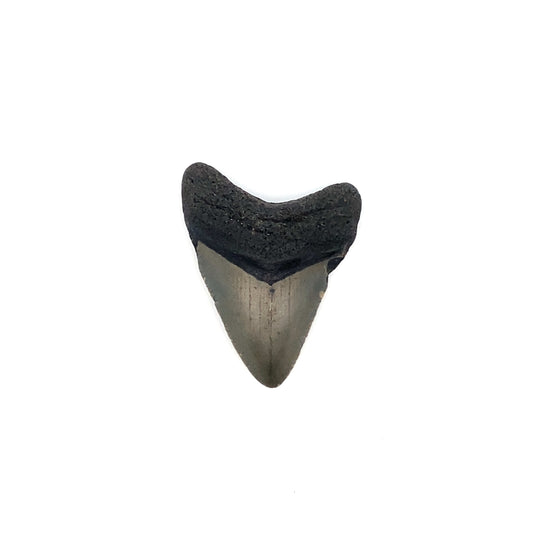 44mm Megalodon Tooth - North Carolina, USA