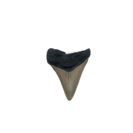 41mm Megaldon Tooth - North Carolina, USA