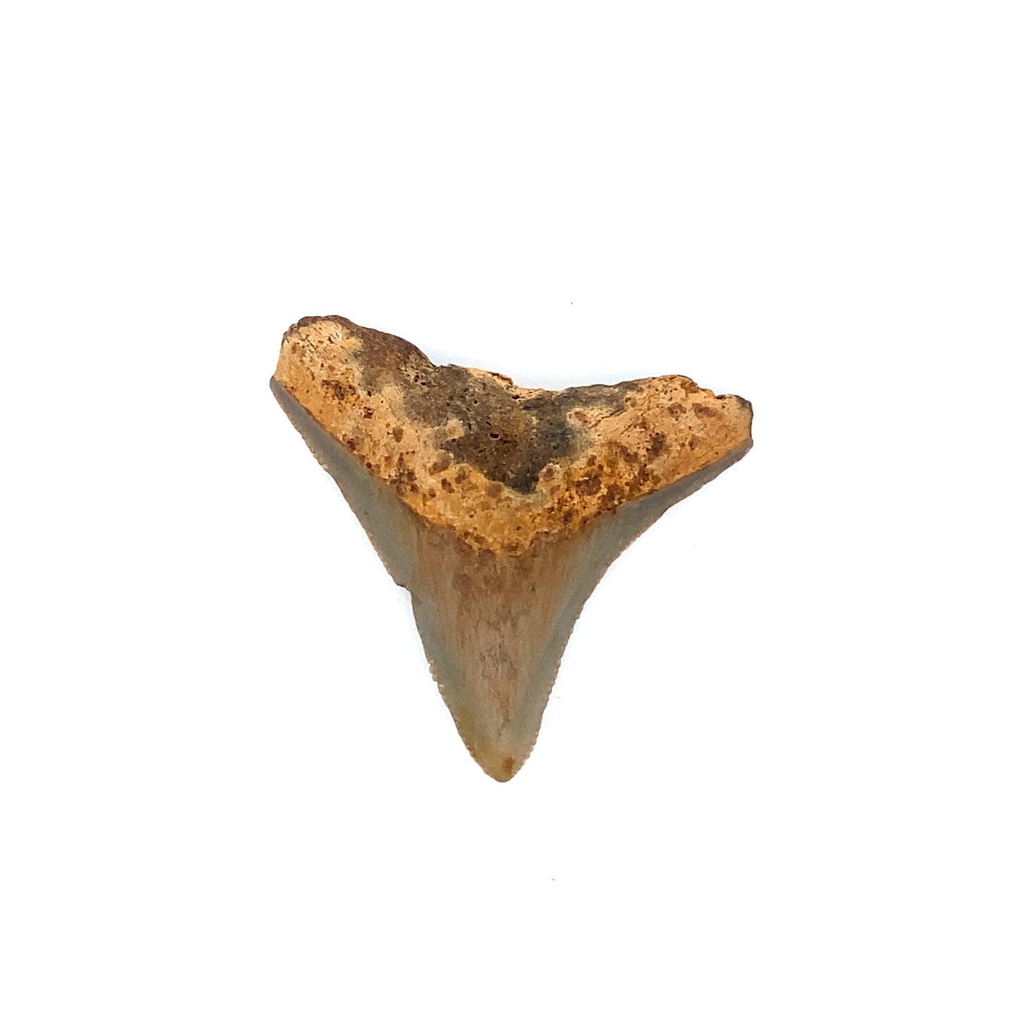48mm Megalodon Tooth - North Carolina, USA