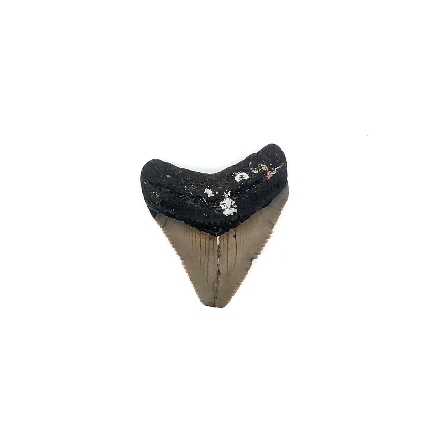 38mm Megaldon Tooth - North Carolina, USA