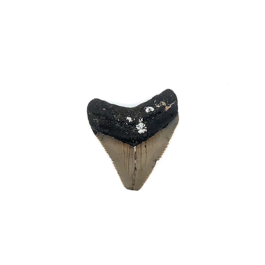 38mm Megaldon Tooth - North Carolina, USA