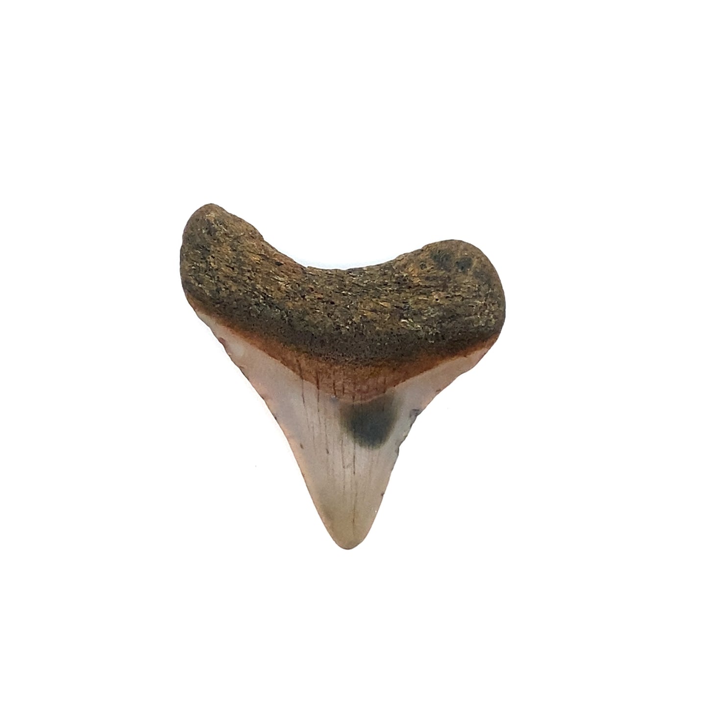 50mm Megalodon Tooth - North Carolina, USA