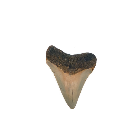 46mm Megaldon Tooth - North Carolina, USA