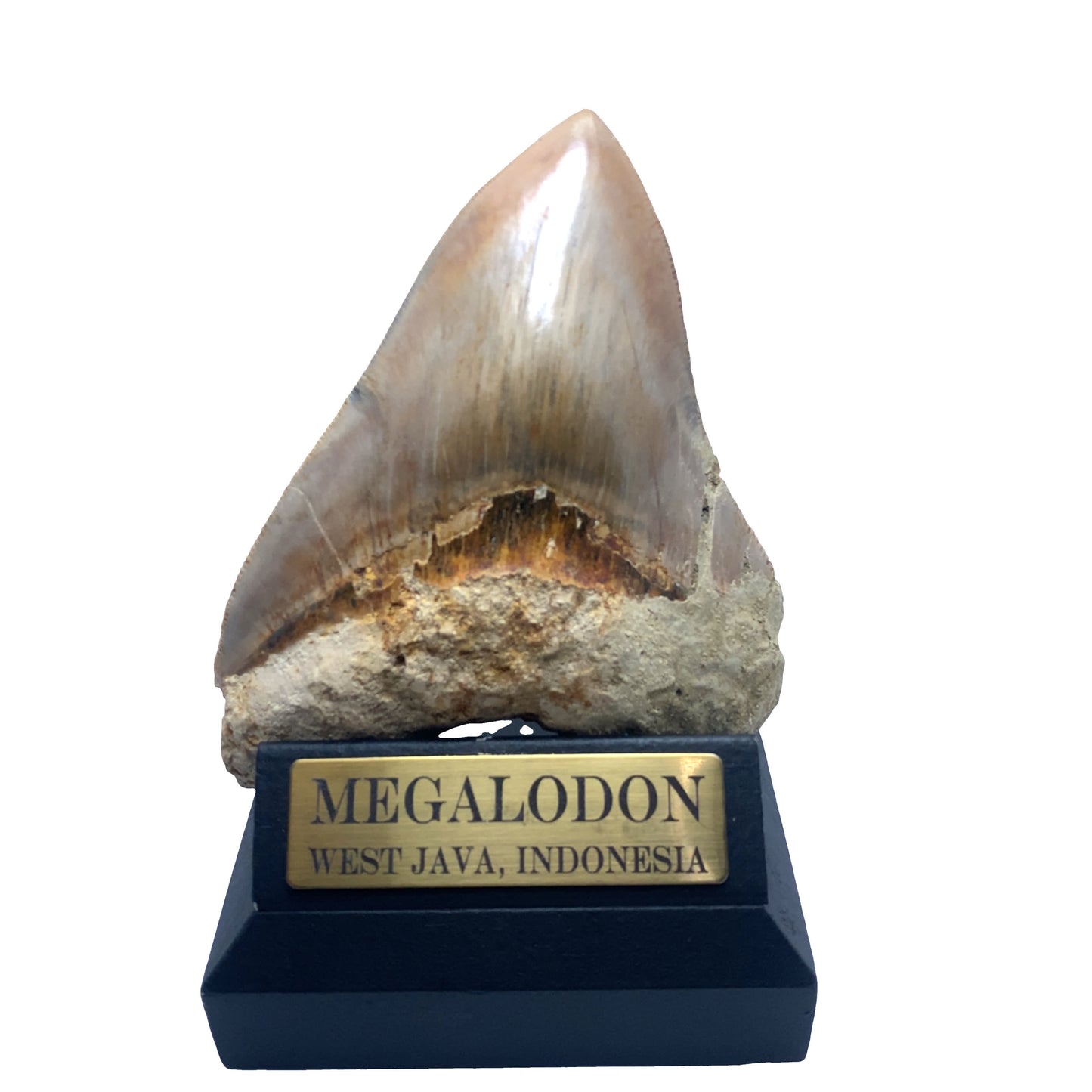 129mm Megalodon Tooth Fossil from West Java, Indonesia (Repaired)
