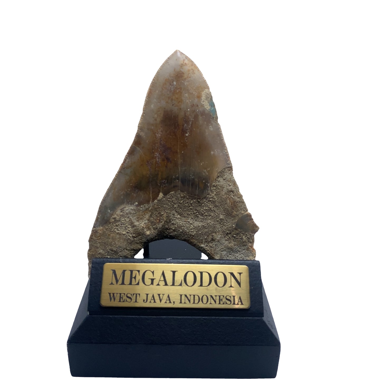 124mm Megalodon Tooth Fossil from West Java, Indonesia (Repaired)