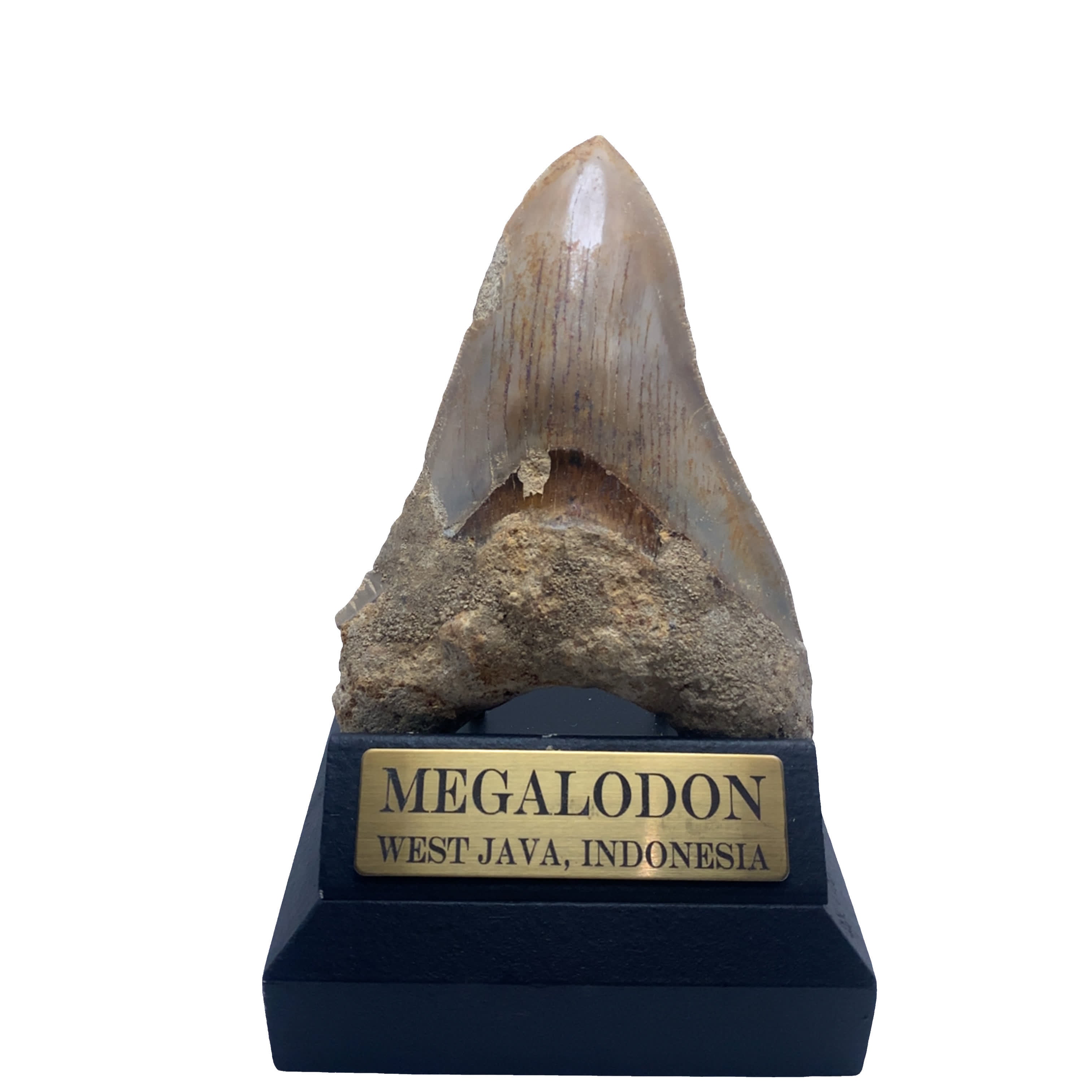 Authentic & Real Megalodon Teeth Fossils The Megalodon Tooth Australia ...