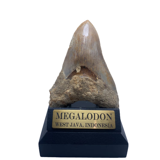 124mm Megalodon Tooth Fossil from West Java, Indonesia (Repaired)