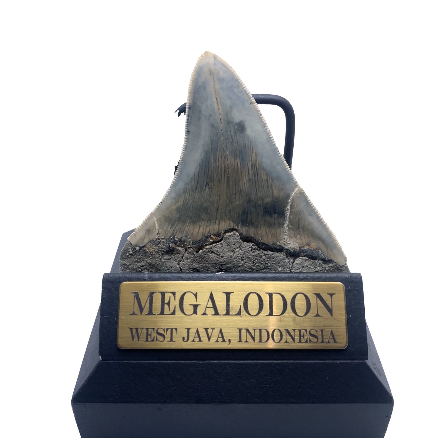 96mm Megalodon Tooth Fossil from West Java, Indonesia (Repaired)