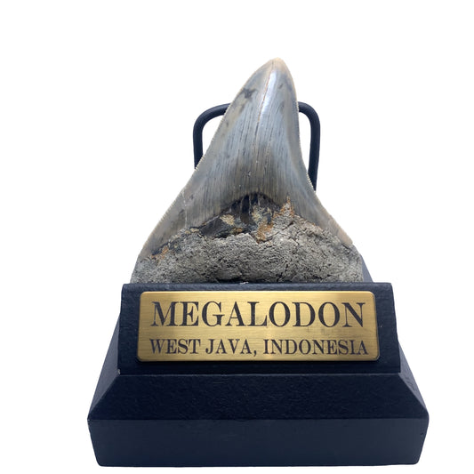 96mm Megalodon Tooth Fossil from West Java, Indonesia (Repaired)