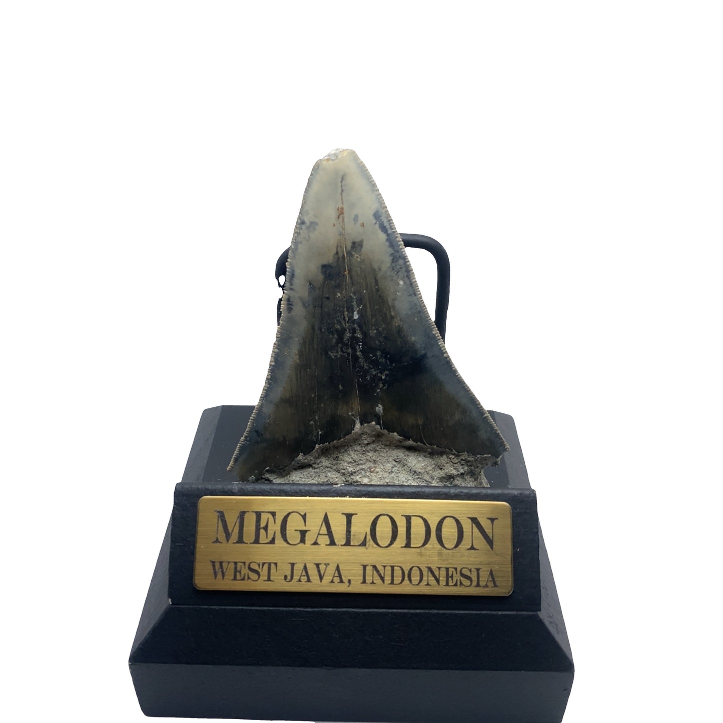 95mm Megalodon Tooth Fossil from West Java, Indonesia (Root restoration/matrix root)