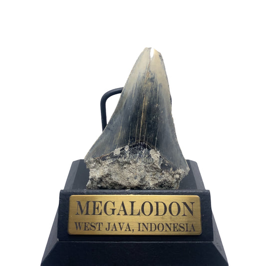95mm Megalodon Tooth Fossil from West Java, Indonesia (Root restoration/matrix root)