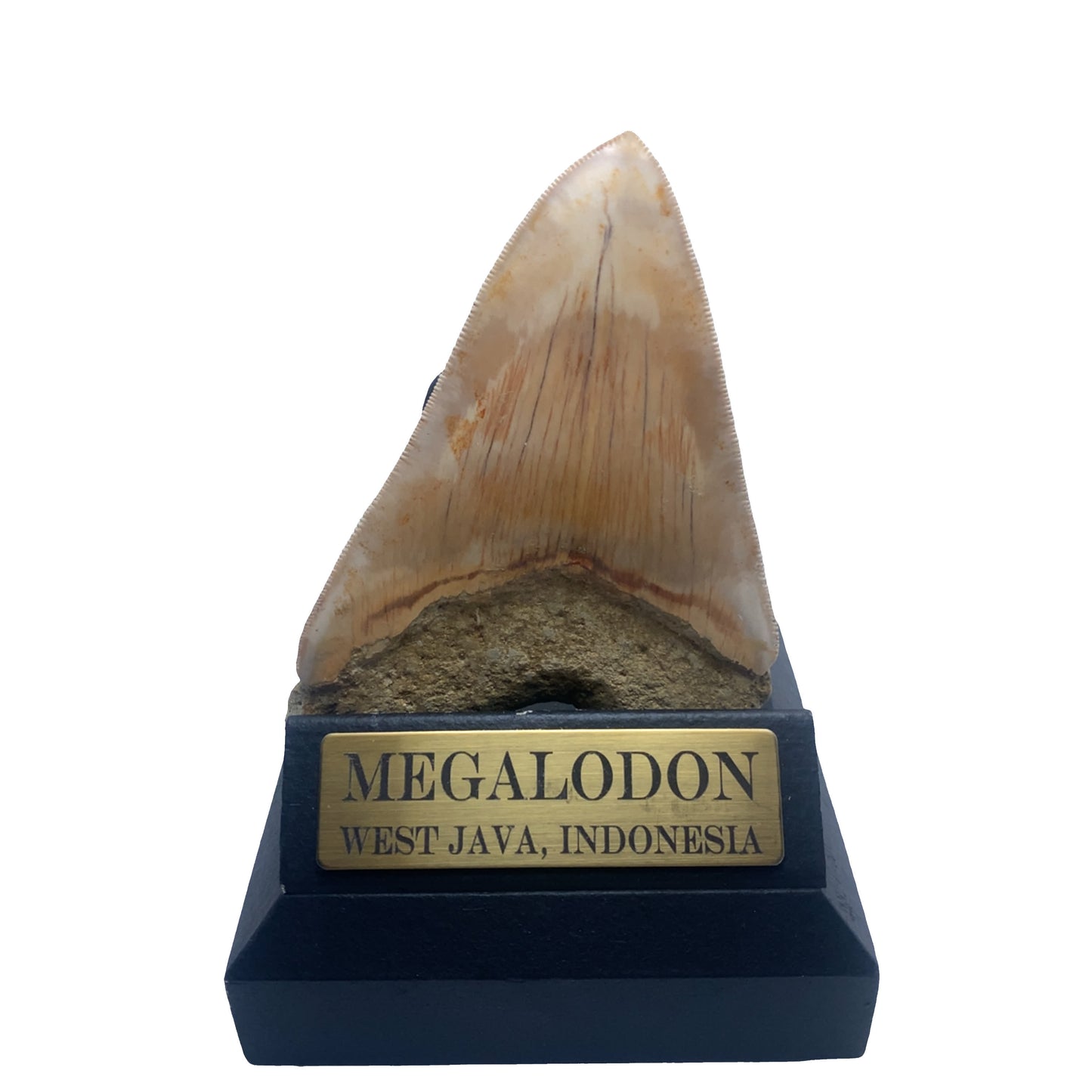 122 mm Megalodon Tooth from West Java, Indonesia (Root restoration)