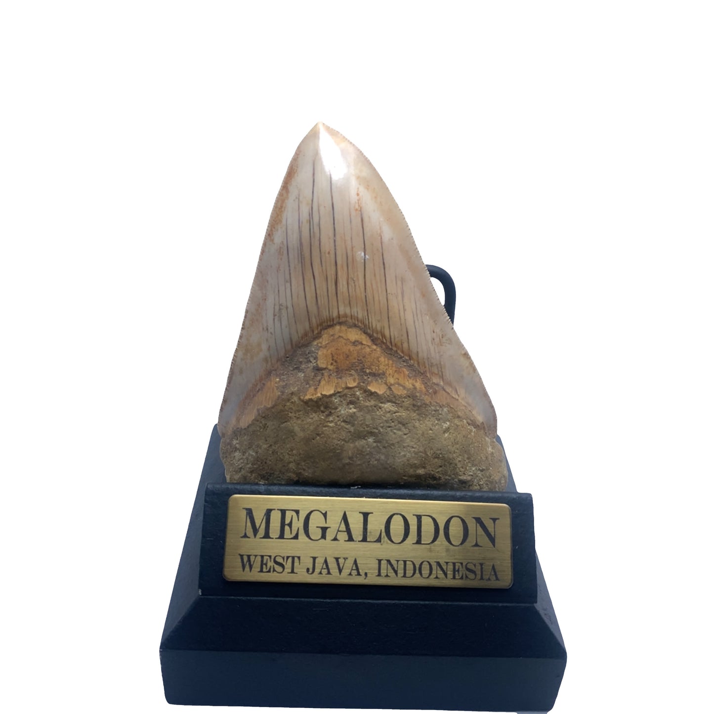 122 mm Megalodon Tooth from West Java, Indonesia (Root restoration)