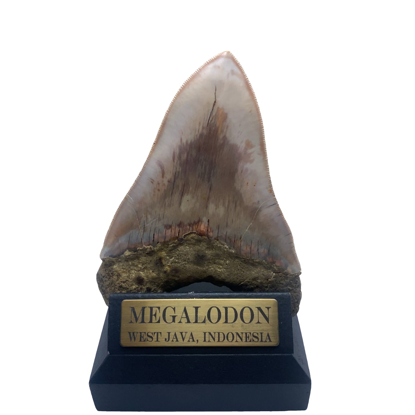 130 mm Megalodon Tooth Fossil from West Java, Indonesia (Root restoration)