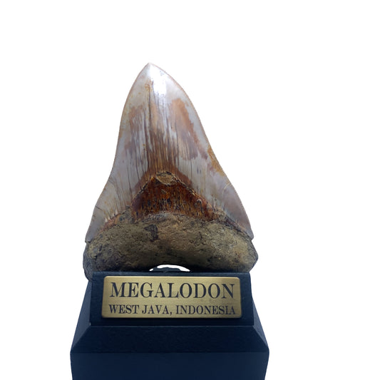 130 mm Megalodon Tooth Fossil from West Java, Indonesia (Root restoration)