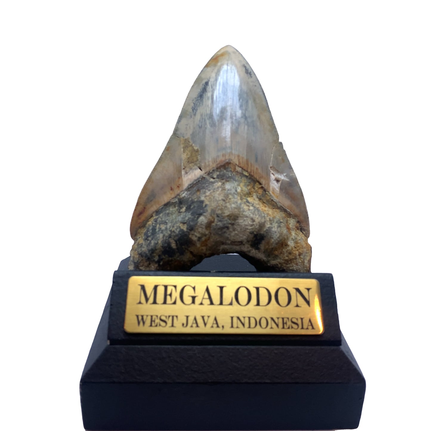 115mm Megalodon Tooth from West Java, Indonesia (Repaired)