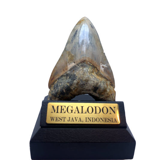115mm Megalodon Tooth from West Java, Indonesia (Repaired)