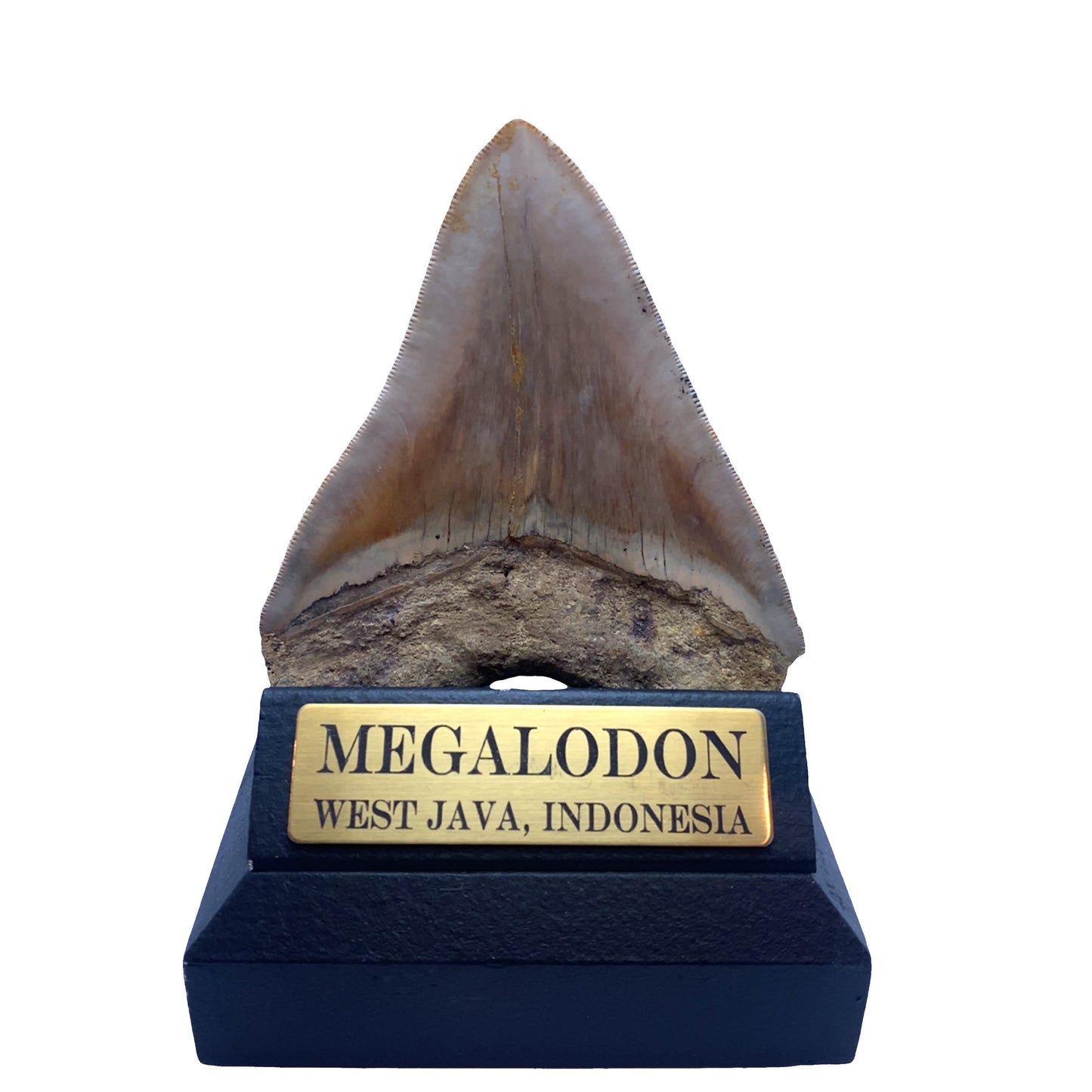 110mm Megalodon Tooth from West Java, Indonesia (Root restoration)