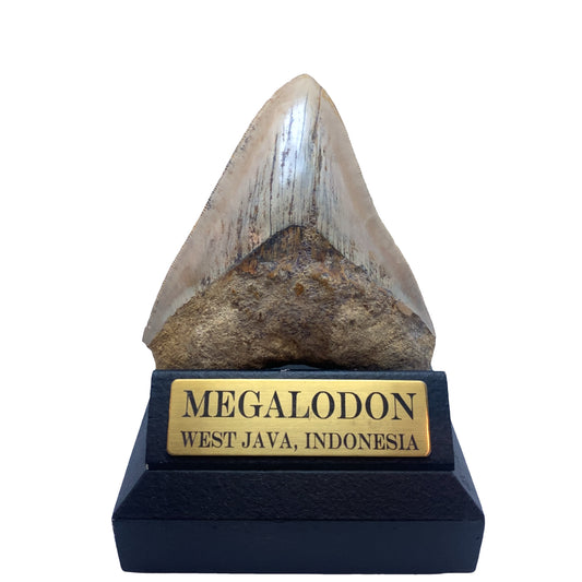 110mm Megalodon Tooth from West Java, Indonesia (Root restoration)
