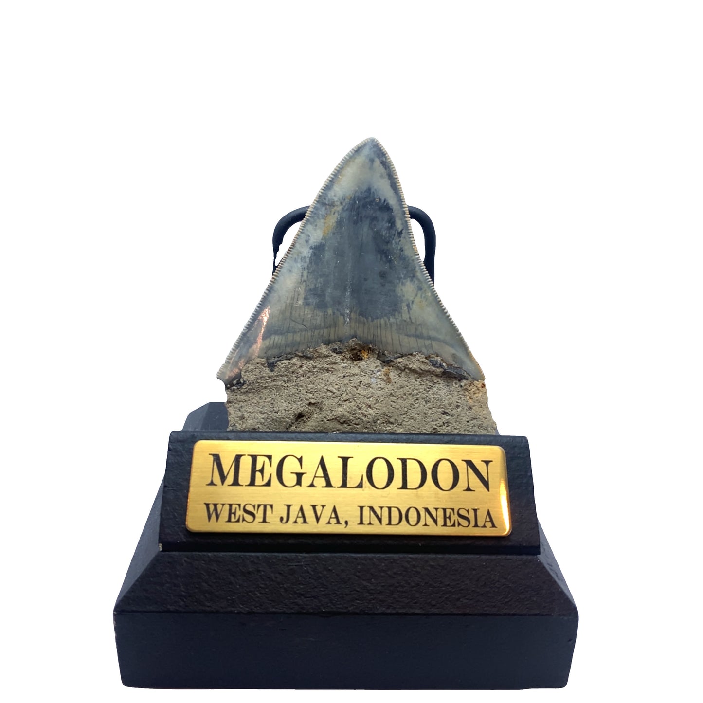 91mm Megalodon Tooth from West Java, Indonesia (Root restored)