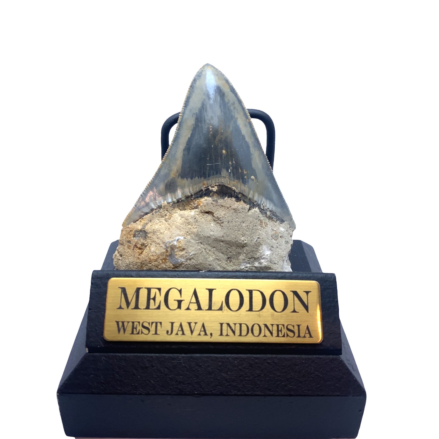 91mm Megalodon Tooth from West Java, Indonesia (Root restored)